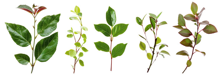 set of salal, a native evergreen understory shrub from the Pacific Northwest, isolated on transparent background