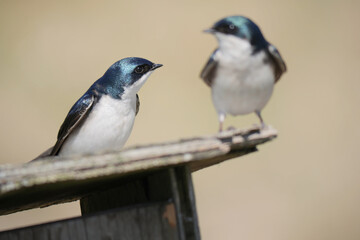 Tree swallows perched on a birdhouse during a spring season at the Pitt River Dike Scenic Point in Pitt Meadows, British Columbia, Canada