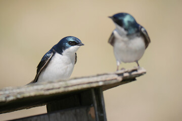 Tree swallows perched on a birdhouse during a spring season at the Pitt River Dike Scenic Point in Pitt Meadows, British Columbia, Canada