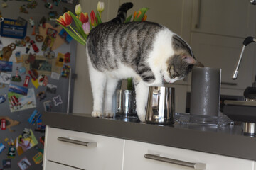 Katze beim Naschen  von Milchschaum