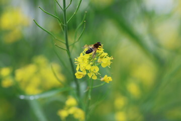 Close-up of Bee Pollinating in Yellow Flower