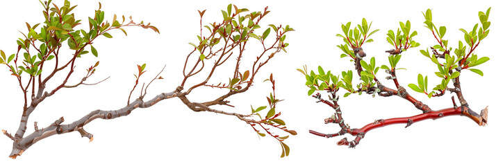 set of Manzanita branches, with their distinct red bark and green leaves, isolated on transparent background