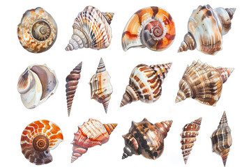 a collection of sea shells with different colors and designs