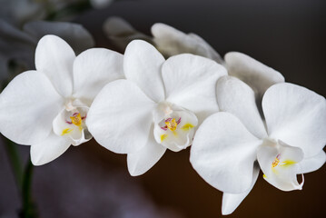 white orchid flower