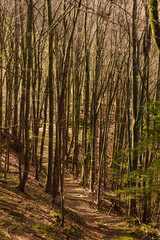 Ruine der Rachelburg im Inntal im Frühjahr im Wald