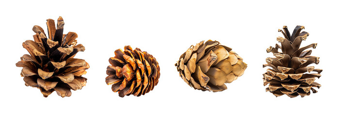 Obraz premium set of cypress cones, varied sizes and textures, isolated on transparent backgroun