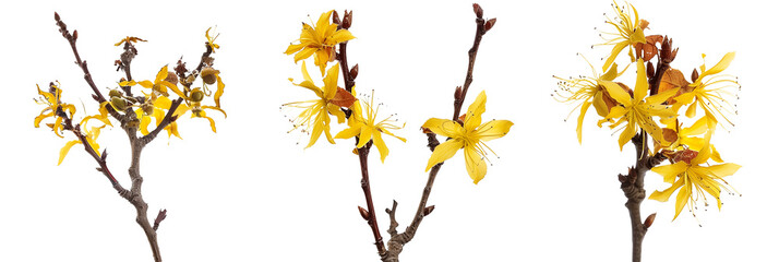 set of hazel plants, with yellow flowers in bloom, isolated on transparent background