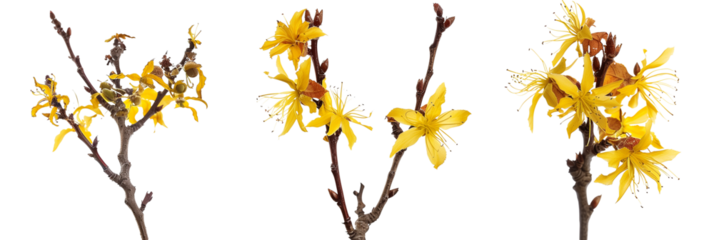 set of hazel plants, with yellow flowers in bloom, isolated on transparent background