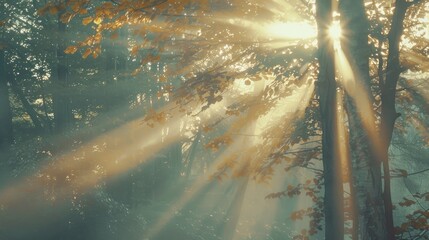 Retro vintage style appearance of radiant sunlight filtering through trees in a misty forest morning - obrazy, fototapety, plakaty