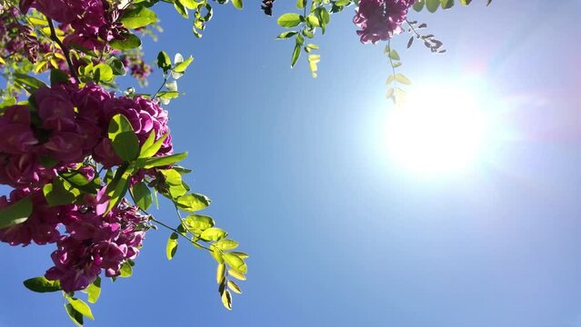 Soleil et branches fleuries