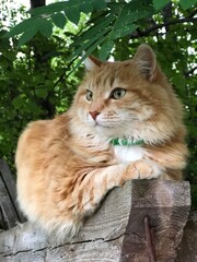 Fluffy red cat in nature