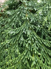 Thuja branches with ice drops