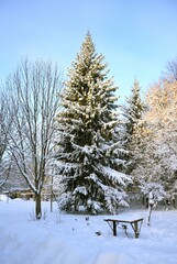 Cozy winter courtyard. Fir trees, chestnuts in the snow