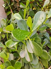 folhas, verdes, plantas, orvalho, natureza, arredondadas, rasteira, vegetação, jardim