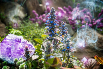 Plants and crystals in the rock garden. Ajuga tenorii, bugleweed, ground pine, carpet bugle. Esoteric background with incense smoke.