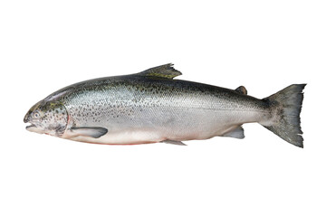 Fresh Tasmanian salmon species Atlantic Salmo Salar, from Tasmania , Isolated and Cliping Path.