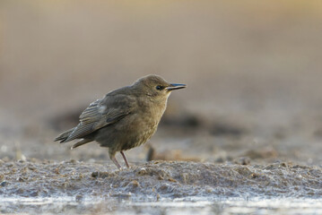 Starling (sturnus vulgaris) juvenile in the wetlands feeding in summer.	
