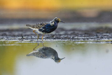 Ruff (Calidris pugnax) male feeding in the wetlands in summer.	
