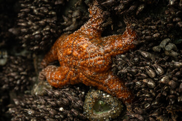 Orange Ochre Sea Star Texture At Low Tide