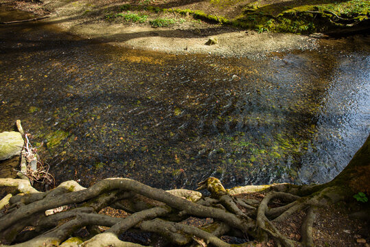 B&auml;ume mit  Wurzelwerk am Fallbach beim Maisinger See in Oberbayern