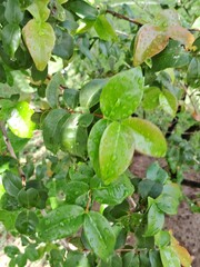 Folhas de Pitangueira Pitangas com orvalho