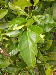 folhas com formigas e praga 