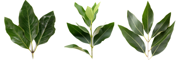 set of bay laurel, with aromatic leaves, isolated on transparent background