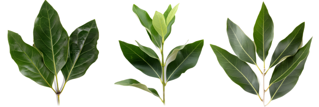 set of bay laurel, with aromatic leaves, isolated on transparent background