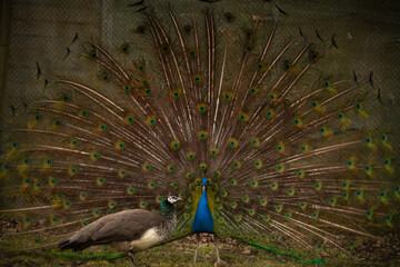 Peacock showing its colors to female - obrazy, fototapety, plakaty