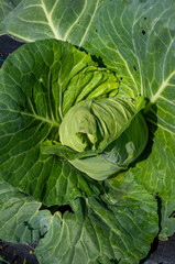 head of cabbage