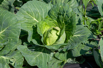 Naklejka premium cabbage in the garden