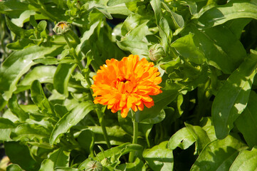 orange calendula flower in the garden