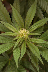 closeup of marijuana topview flowering white pistils - obrazy, fototapety, plakaty