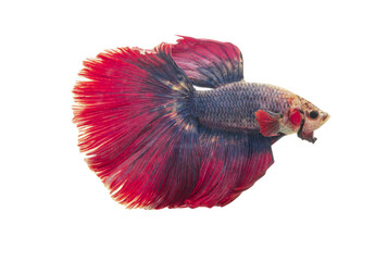 Detail of Red betta fish or Siamese fighting fish isolated on white background with clipping path....