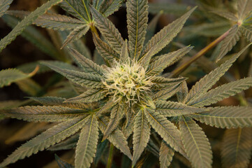 marijuana flower topview, dark green