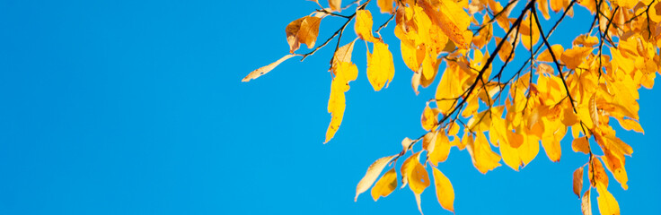 Yellow maple leaves on autumn trees against the blue sky. Autumn nature background on a beautiful sunny day.