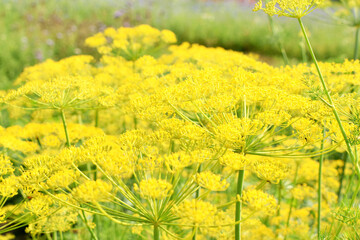 Background. Beautiful umbrella of blossoming dill