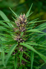 close up purple cannabis flower, deep green leaves