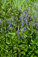 Fototapeta premium purple lavender flowers and mint garden