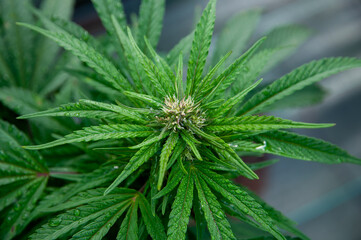 close up of hemp marijuana flower green leaves