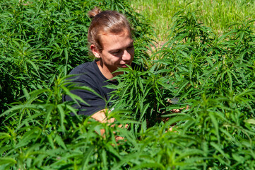 Cannabis Grower pruning Hemp plants