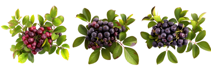 set of huckleberry bushes, fruit-laden, isolated on transparent background