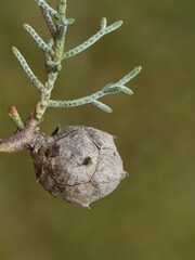 A fresh cone of the branch of the Arizona cypress (Hesperocyparis arizonica), is a North American species of tree in the cypress family Cupressaceae.
