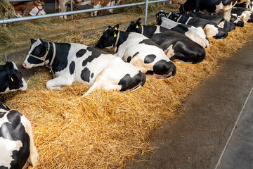 Obraz premium Black-white cows lying on the straw resting in a paddock at a local dairy farm.