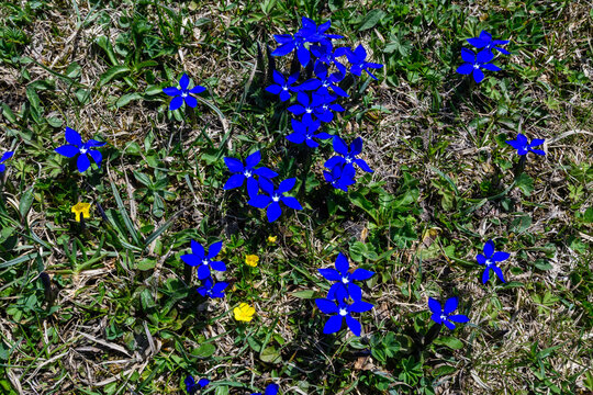 Frühlingenzian Blüte im Frühjahr auf  der Alm