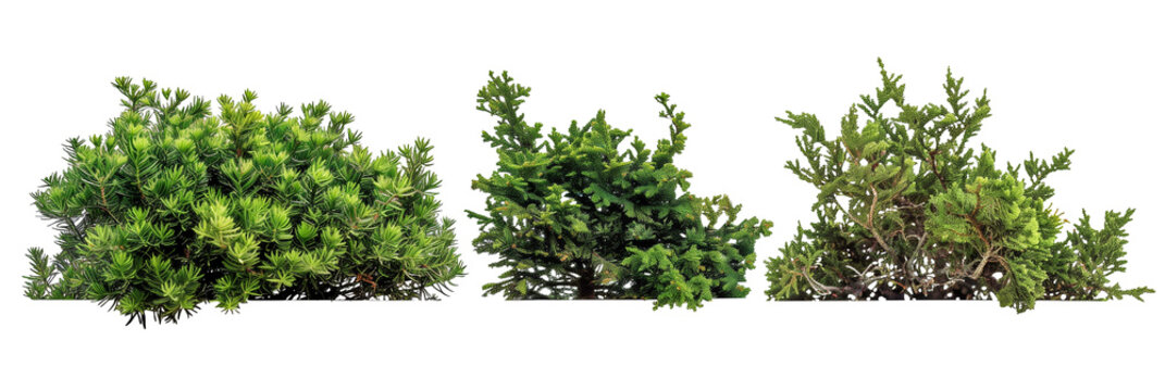 set of creeping juniper, low-growing and hardy, isolated on transparent background