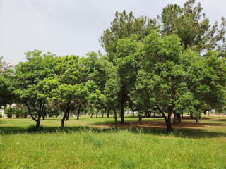 Trees of ash, or European ash or common ash (Fraxinus excelsior) in a city park