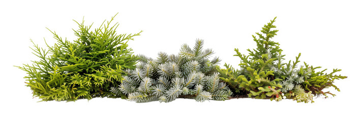 set of creeping juniper, low-growing and hardy, isolated on transparent background