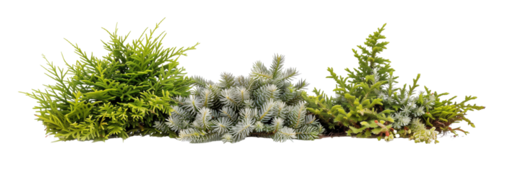 set of creeping juniper, low-growing and hardy, isolated on transparent background