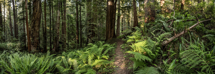 Panorama Of Fern Choked Trail Through Redwood